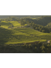 Gotes del Priorat 2023