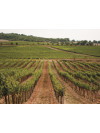 Synera Blanco 2024
