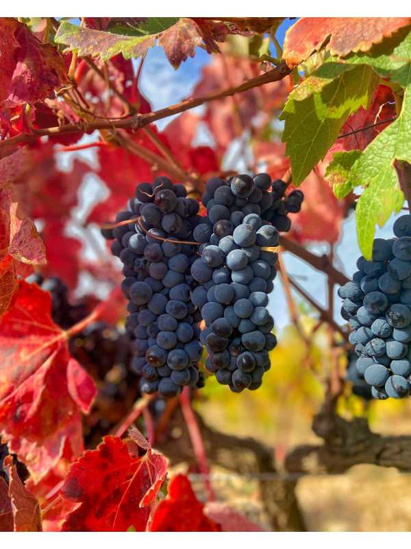 Borsao Tres Picos 2019 (Magnum)