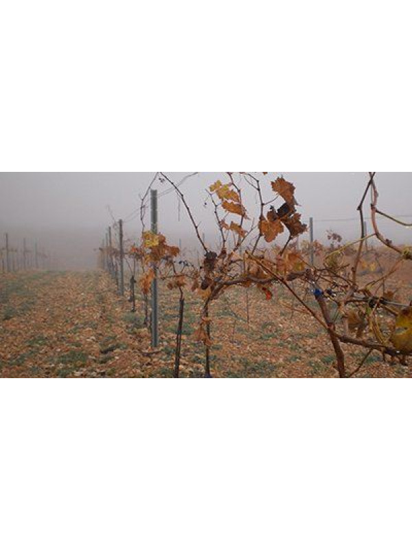 Celler Sanromà Escumós Ancestral Blanc