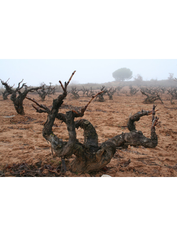 Dominio Romano Camino Romano 2018 (Magnum)