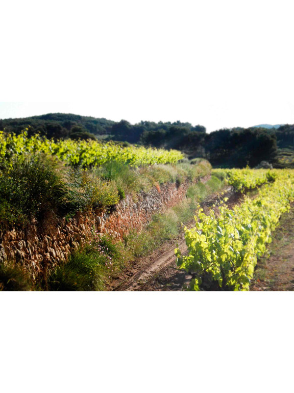 Foresta Turó de les Llebres 2021