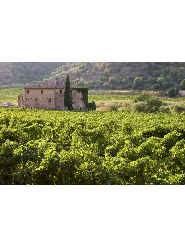 Gratavinum Dulce Dolç d'En Piqué