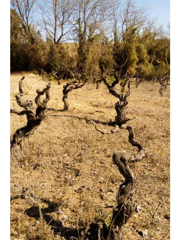 Pardas Negre Franc 2018