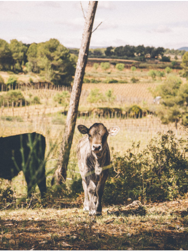 Savinat Sauvignon Blanc 2023