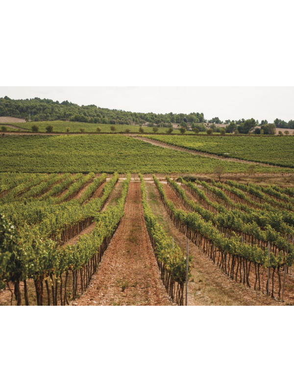Synera Blanco 2024