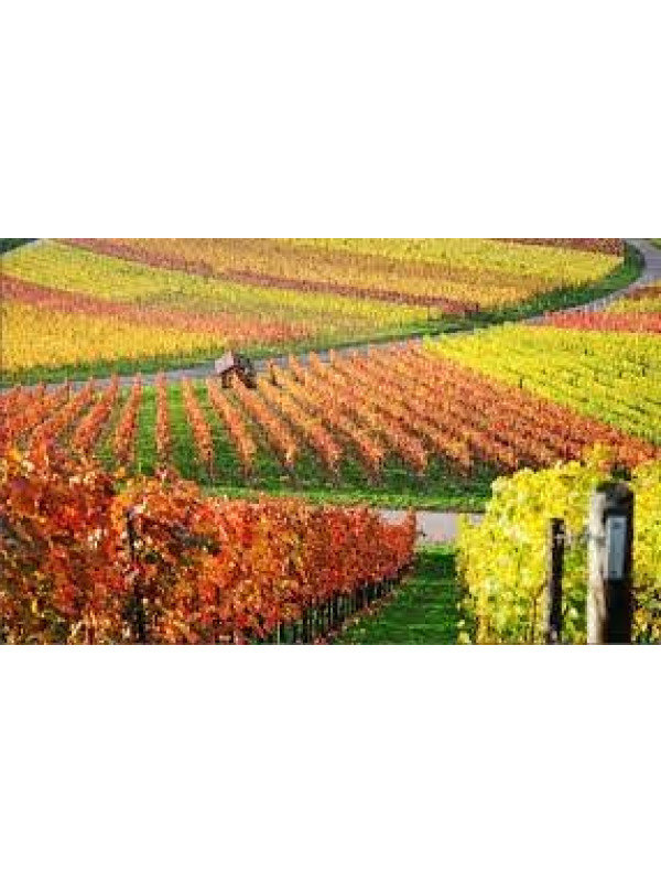 Viñedos Singulares El Veinat 2018 (Magnum)