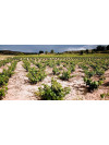 Dominio de Atauta Crianza 2019