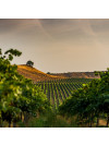 Raimat Chardonnay 2022