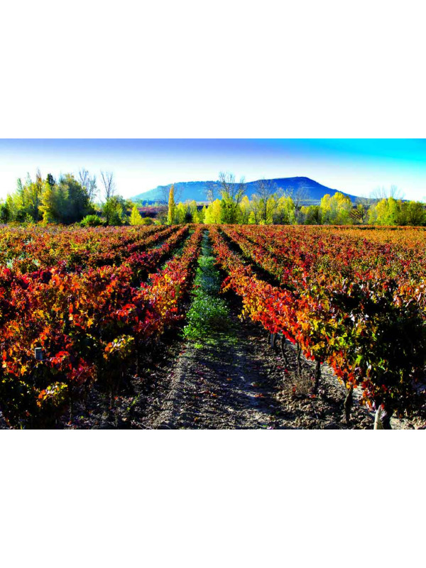 Artuke Finca Los Locos 2022