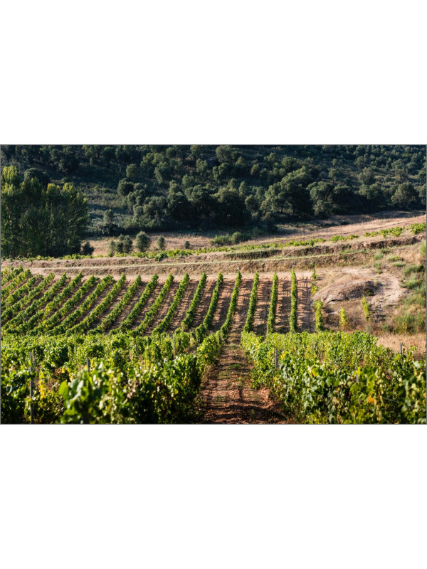 Pago de los Capellanes Crianza 2022