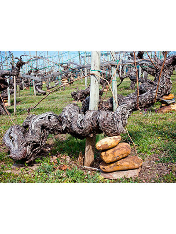 Valdesil Montenovo Godello 2024
